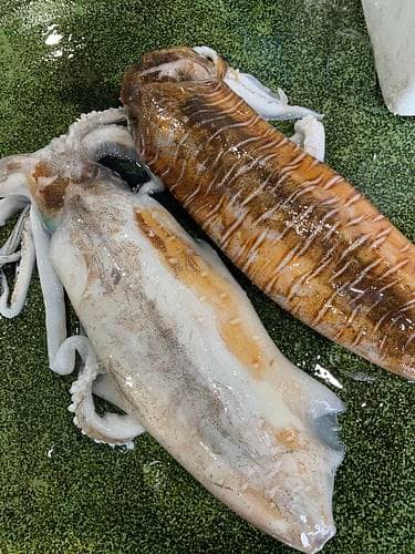 アオリイカ(定置)