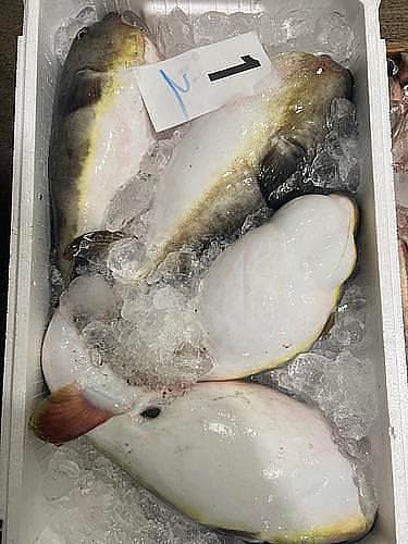 マフグ4/8尾5入約6kg