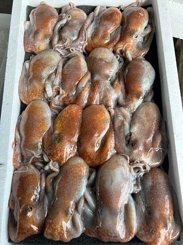 松葉ダコ16入約3.4kg