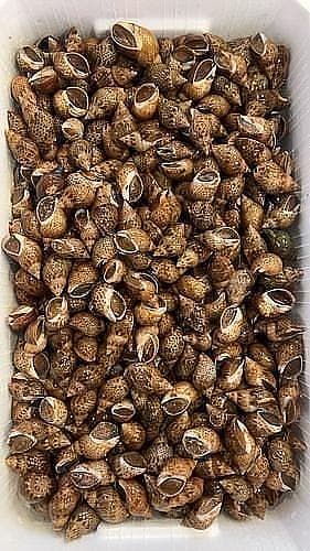 本バイ約5.5kg(カゴ)