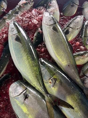 活〆ブリ(定置)