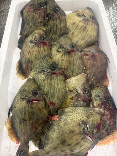 活〆本カワハギ