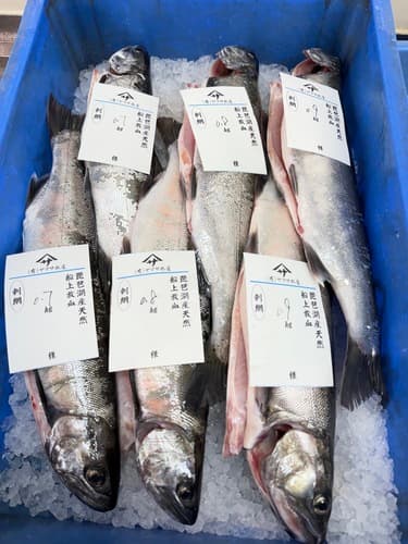 活〆ビワマス(刺網)