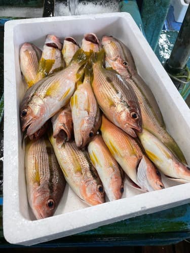 ヨコスジフエダイ16入約3.4kg(定置)