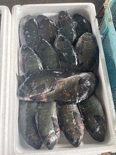 メジナ14入約5.5kg(刺網)