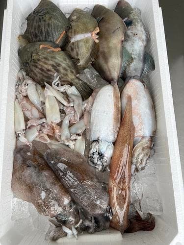 鮮魚BOX約3.5kg(定置)