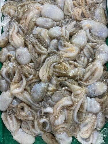 イイダコ約2kg(沿岸)