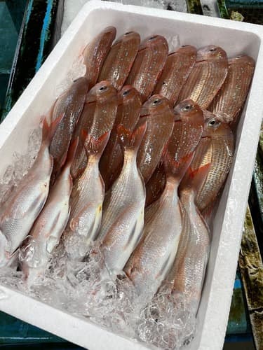 チダイ18入約3.5kg(定置)