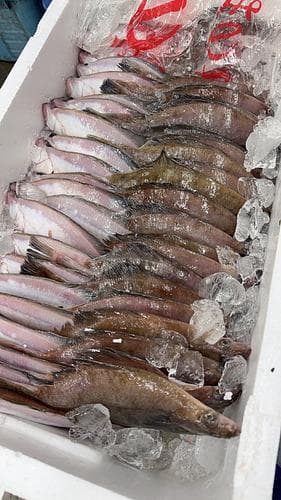 エテガレイ52入約9kg