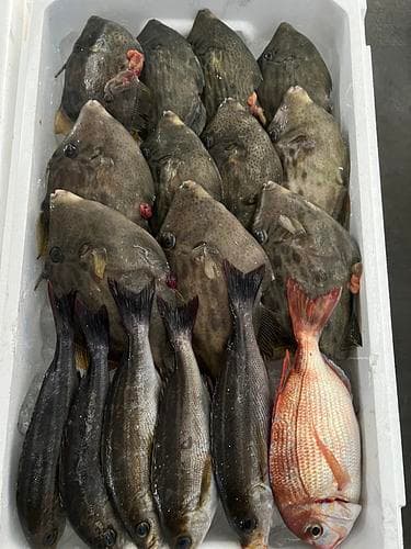 鮮魚BOX約3.5kg(定置)