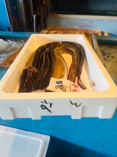 ハモ3入約5.6kg(底曳)