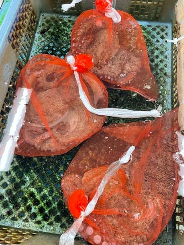 活〆マダコ3入約2.7kg(カゴ)