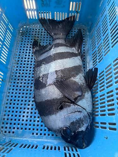 イシダイ1入約2.2kg(刺網)