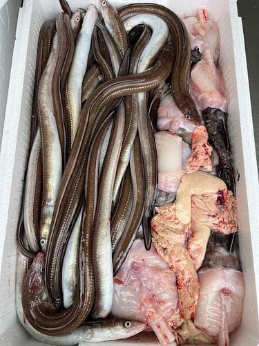 鮮魚BOX約6kg(底曳)