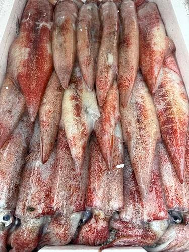 ケンサキイカ(底曳)