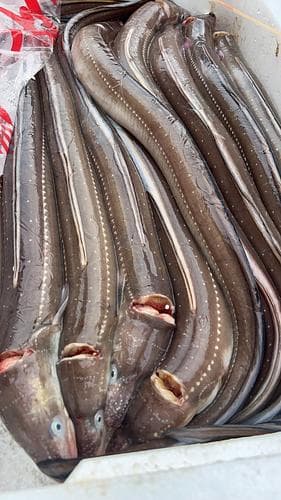 アナゴ10入約6kg(底曳)