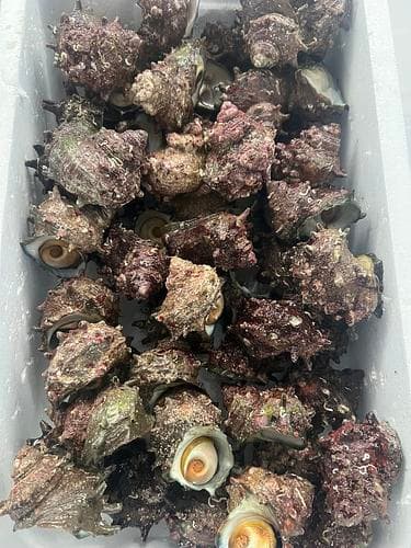 サザエ無選別あれば約10kg