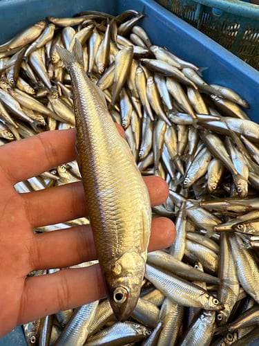 ワカサギ大中　500g×16約8kg(沿岸)