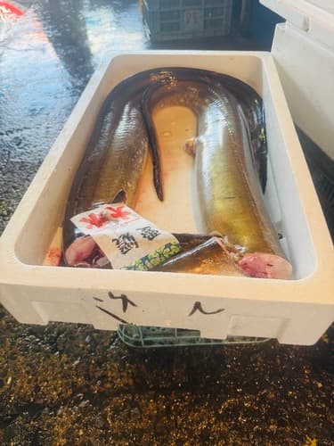 ハモ大〜中2入約5.1kg(底曳)