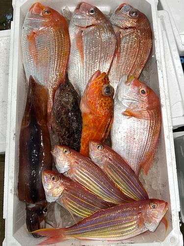 鮮魚BOX約4kg(釣)