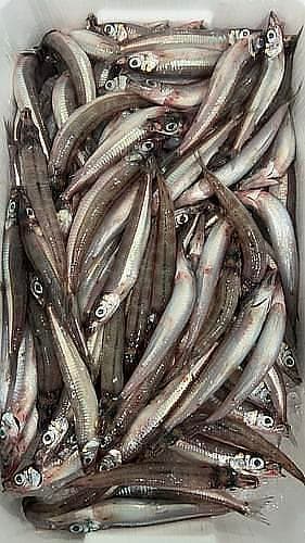 ニギス約40g前後約5kg(底曳)