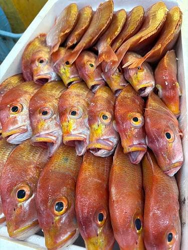 レンコダイ28入約10.5kg(底曳)