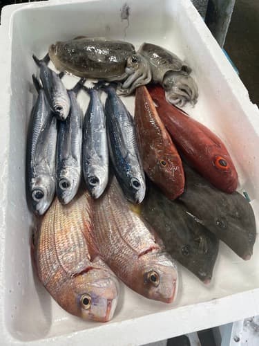 鮮魚BOX約3.8kg(沿岸)