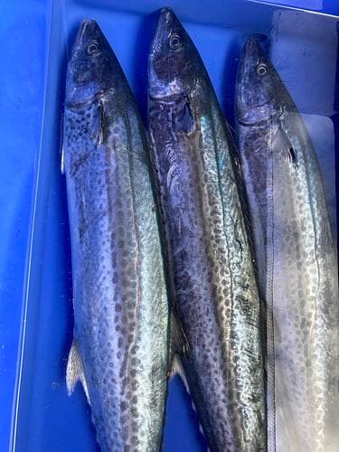 サワラ6-9k台2入約7.5kg(定置)