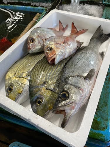 鮮魚BOX約3.7kg(沿岸)
