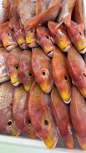 レンコダイ32入約10kg(底曳)