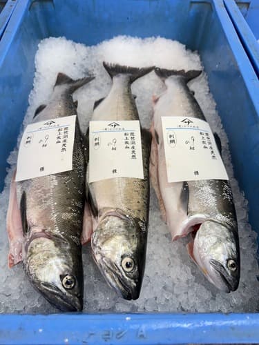 活〆ビワマス800gup7入約5.9kg