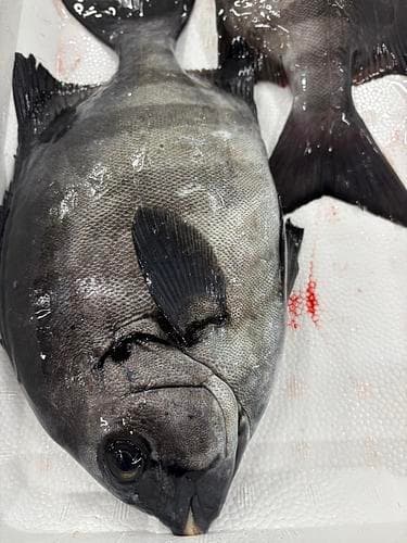 活〆イシダイ2入約2.8kg(定置)