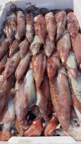 ケンサキイカ(底曳)