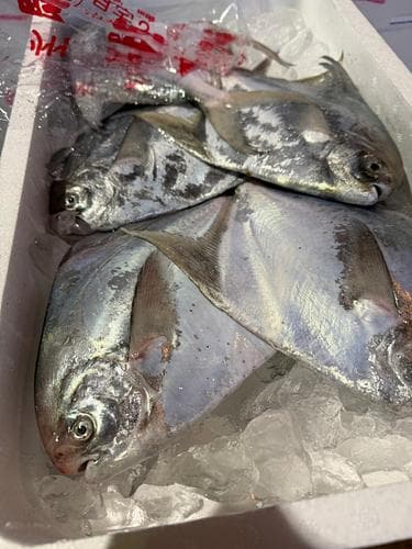 マナガツオ(底曳)