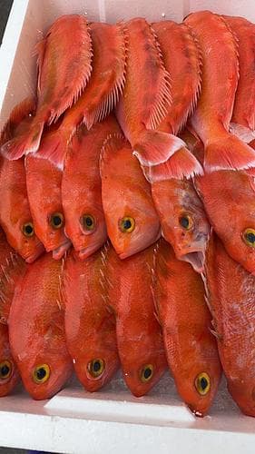 アカイサキ18入約9.5kg