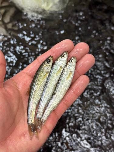 活〆ホンモロコ小(8cm程)約5kg