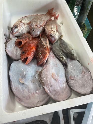 鮮魚BOX約4.9kg(沿岸)